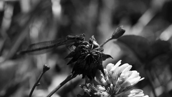 Gros Plan Sur Une Libellule Assise Sur Une Branche — Photo