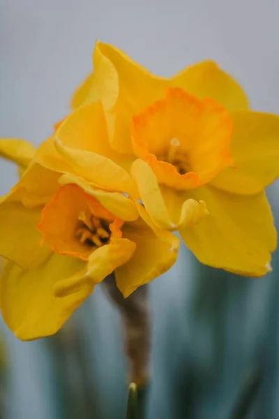 Tiro Close Vertical Narcisos Amarelos Vívidos Brilhantes Fundo Borrado — Fotografia de Stock