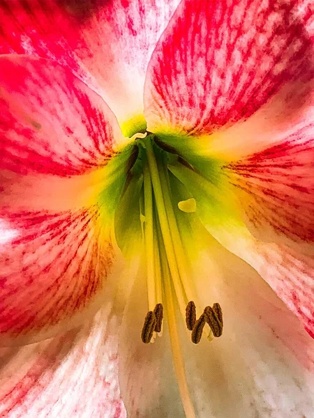 Eine Vertikale Nahaufnahme Der Pollen Und Weißen Und Roten Blütenblätter — Stockfoto