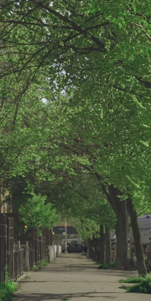 Vertikální Záběr Krásný Chodník Pokrytý Stromy Které Dne Třpytí Pod — Stock fotografie