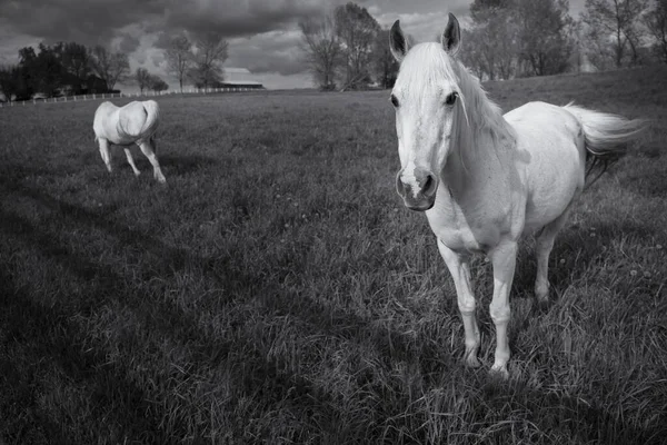 Eine Nahaufnahme Graustufenaufnahme Von Pferden Stall Unter Bewölktem Himmel — Stockfoto