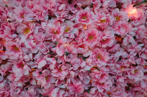 Pink Flowers Sunny Day Perfect Background — Stock Photo, Image