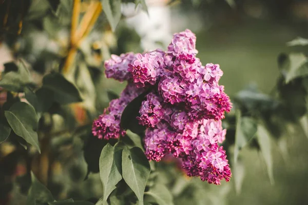 Tarlada Açan Leylak Çiçeklerinin Seçici Odak Noktası — Stok fotoğraf