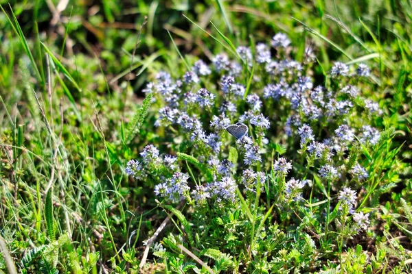 Disparo Horizontal Pequeñas Flores Púrpuras Entre Hierba Perfecto Para Fondo —  Fotos de Stock