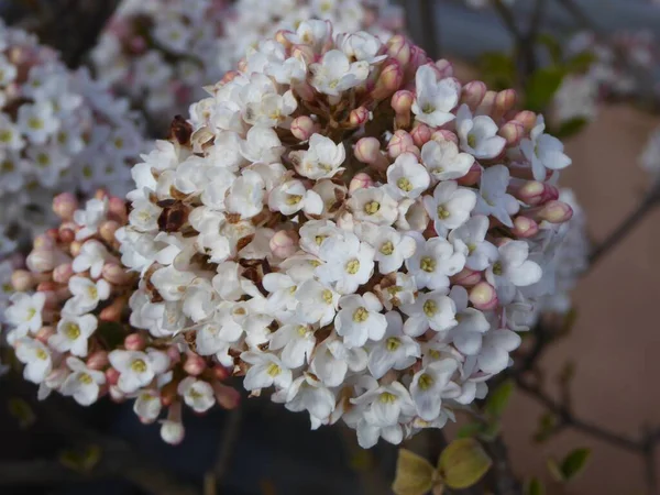 Primo Piano Bellissimi Fiori Ortensia Con Petali Bianchi Giardino — Foto Stock