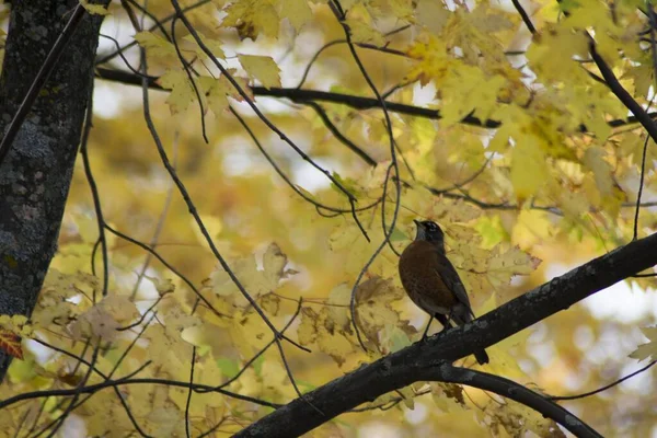 Sonbaharda Bir Ağaç Dalında Robin Yakın Plan Çekimi — Stok fotoğraf