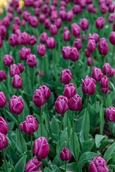 Plan Angle Élevé Tulipes Violettes Fleurissant Dans Champ — Photo