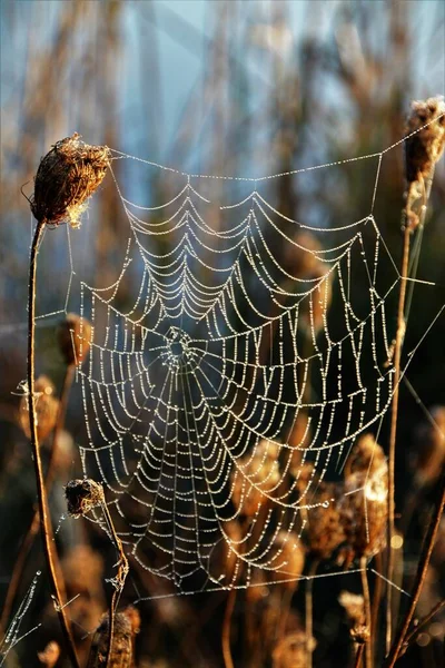 Gros Plan Une Toile Araignée — Photo