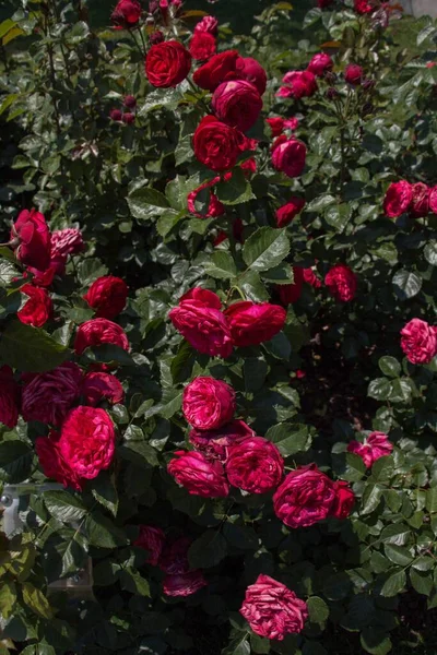 Primer Plano Vertical Rosas Rosadas Jardín —  Fotos de Stock