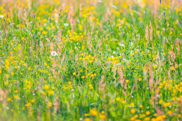 Жовте Поле Квіти Сонячний День — стокове фото