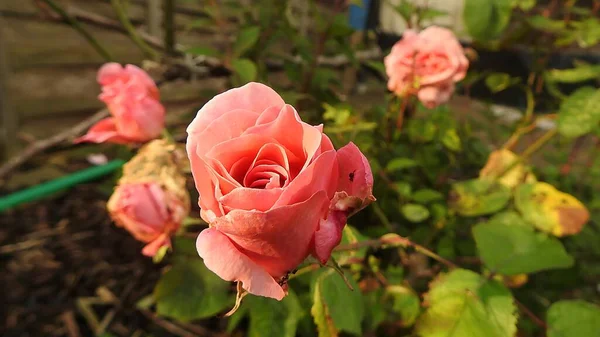 정원에 분홍빛아름다운 장미의 — 스톡 사진