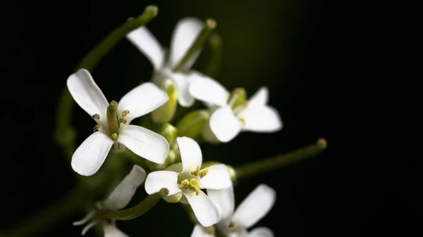 Mise Point Sélective Bouquet Fleurs Jasmin — Photo