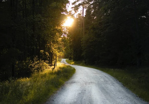 Een Adembenemende Opname Van Een Smalle Weg Door Een Bos — Stockfoto