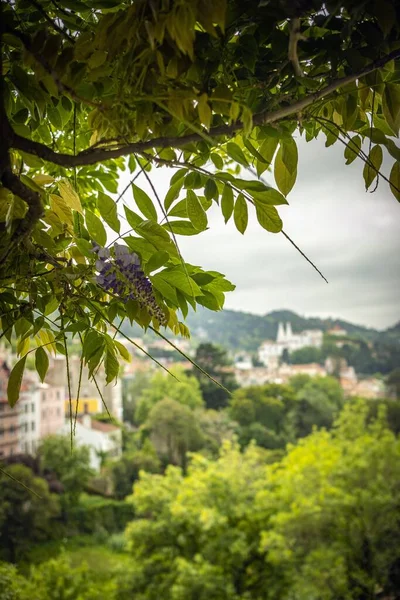 Tiro Vertical Ramos Árvore Verde Fundo Edifícios Residenciais — Fotografia de Stock