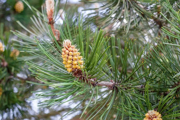 Schöne Aufnahme Der Kiefernzweige Garten Einem Sonnigen Tag — Stockfoto