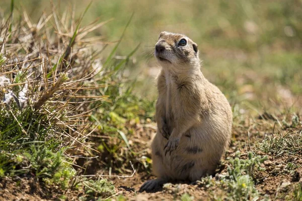 土の上に座っているかわいいゴーファーのクローズアップショット — ストック写真