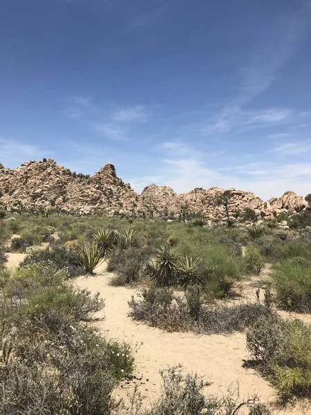 Ett Vertikalt Skott Joshua Tree Nationalpark — Stockfoto