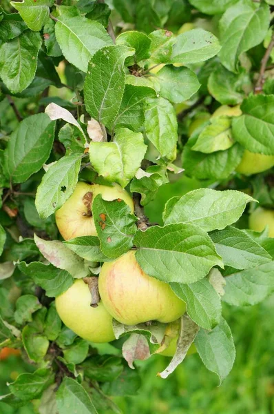 Vertikal Bild Äpplen Trädgrenar Täckta Löv Solljuset Dagen — Stockfoto