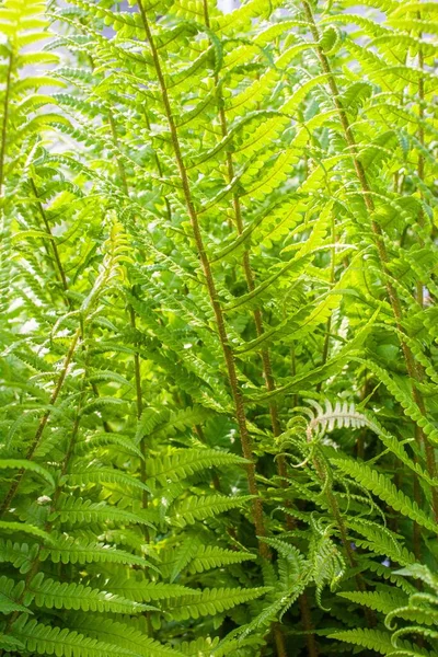 Les Branches Fougère Autruche Dans Jardin Par Une Journée Ensoleillée — Photo