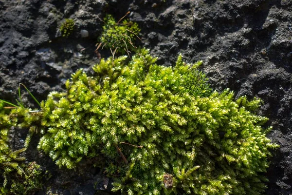 岩石表面上的绿色苔藓 — 图库照片