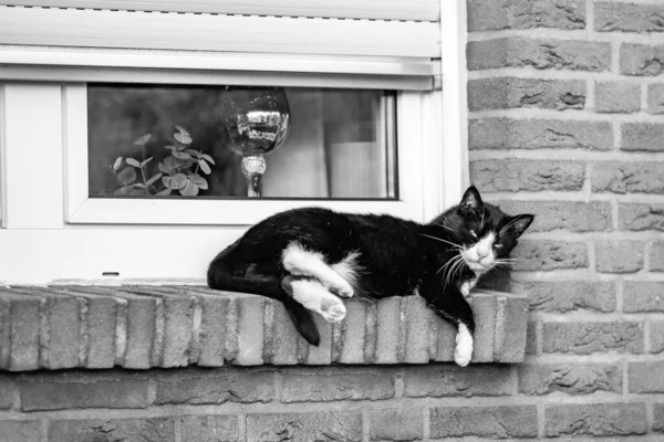 Pencerenin Kenarında Dinlenen Sevimli Siyah Bir Kedinin Gri Tonlu Görüntüsü — Stok fotoğraf