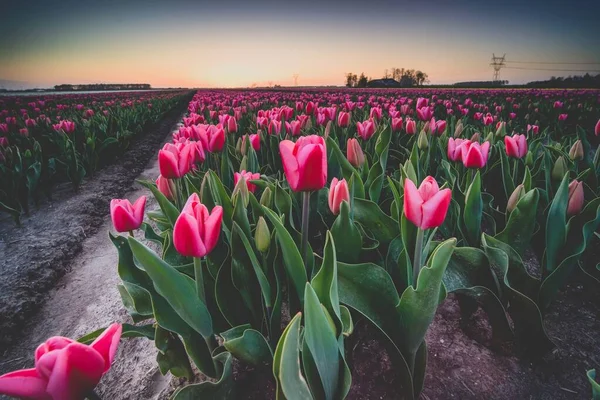 Une Scène Envoûtante Tulipes Roses Coucher Soleil — Photo