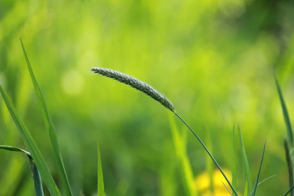 Detailní Záběr Zelené Čerstvé Trávy Rostlin — Stock fotografie