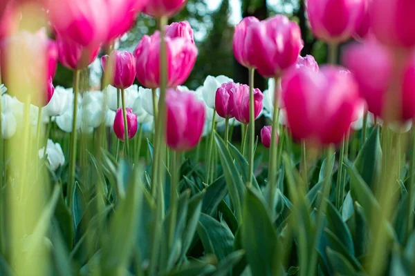 Plan Faible Angle Tulipes Colorées Qui Fleurissent Dans Champ — Photo