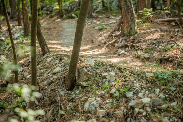 Nedförsbacke Mellan Träd Ett Berg Slovenien — Stockfoto