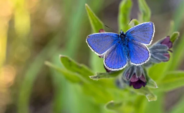 Nahaufnahme Eines Blauen Schmetterlings Der Auf Einer Blume Sitzt — Stockfoto