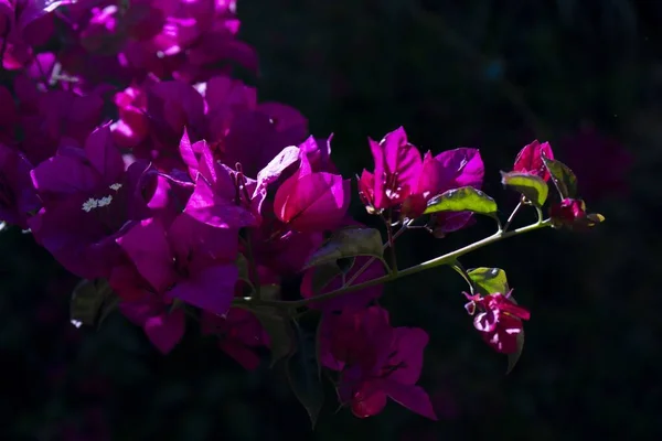 Ένα Κοντινό Πλάνο Όμορφα Μοβ Λουλούδια Μπουκαμβίλιας — Φωτογραφία Αρχείου