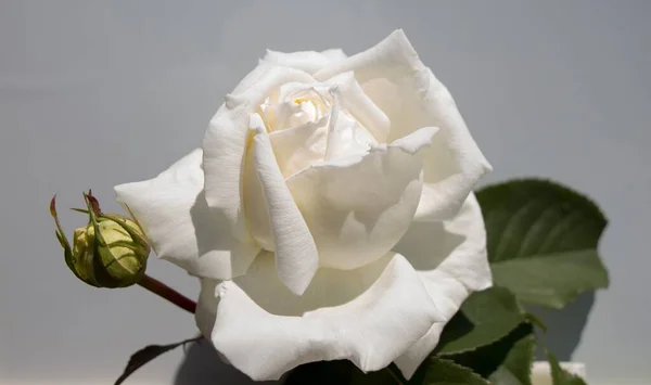 Witte Roos Geïsoleerd Tuin — Stockfoto