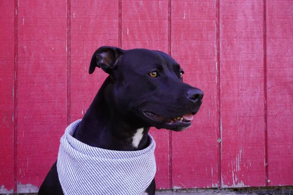 Pit Bull Terrier Nero Americano Contro Una Porta Arrugginita Legno — Foto Stock