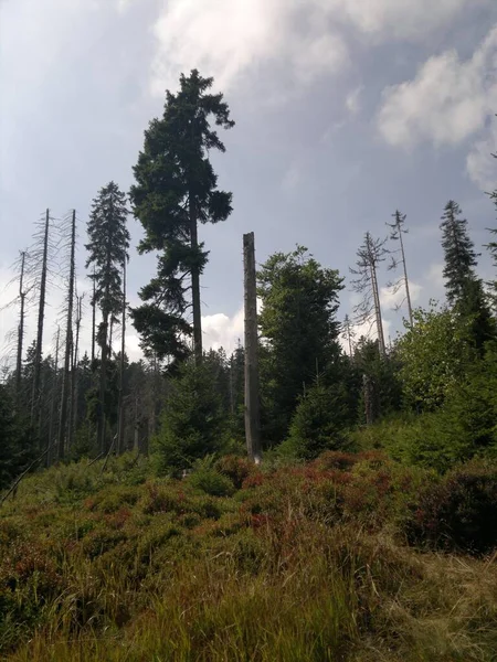 Ângulo Baixo Vertical Disparado Uma Floresta Pinheiros Sob Céu Azul — Fotografia de Stock