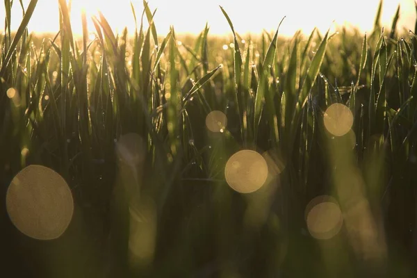 Disparo Selectivo Planta Verde Amanecer — Foto de Stock