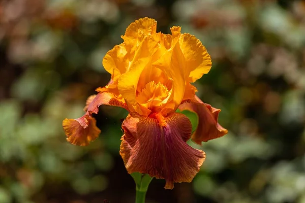 Colpo Fuoco Selettivo Fiore Iris Giallo — Foto Stock