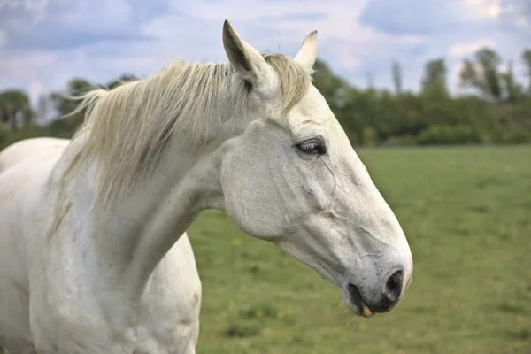 Disparo Selectivo Caballo Blanco Las Tierras Cultivo —  Fotos de Stock