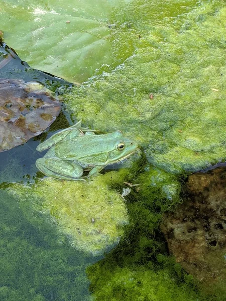 Eine Senkrechte Aufnahme Einer Grünen Kröte Wasser Umgeben Von Blättern — Stockfoto