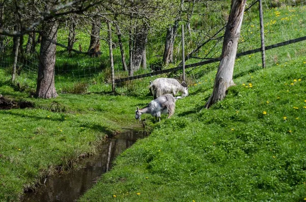 Две Белые Козы Пасутся Зеленой Траве Солнечный День — стоковое фото