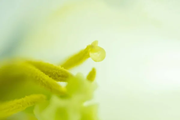 Disparo Clausura Del Estigma Los Ángeles Tulipán Blanco — Foto de Stock