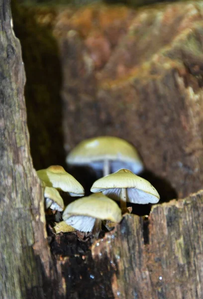 Eine Vertikale Nahaufnahme Von Pilzen Auf Einem Stück Holz — Stockfoto