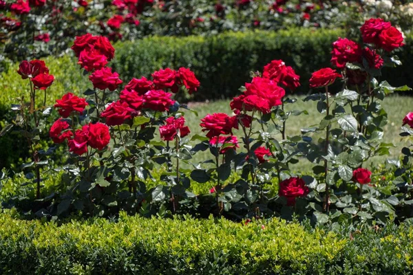 Ein Blick Auf Rote Rosen Einem Garten Der Tagsüber Eingefangen — Stockfoto