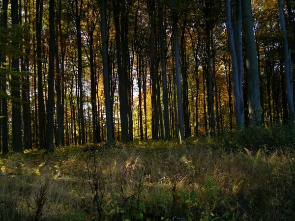 Una Hermosa Foto Bosque Sombreado Con Árboles Gigantes Ideal Para — Foto de Stock