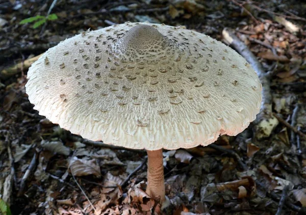 Een Close Shot Van Giftige Lepiota Paddestoel — Stockfoto