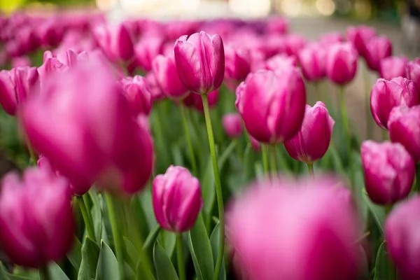 Une Mise Point Sélective Tulipes Roses Fleurissant Dans Champ — Photo