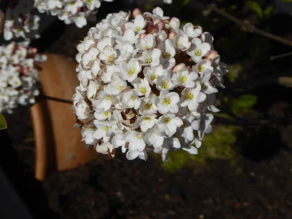 Detailní Záběr Krásné Bílé Okvětní Lístky Hortenzie Květiny Zahradě — Stock fotografie