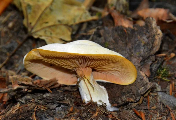 Tiro Foco Seletivo Cogumelo Crescido Tronco Uma Árvore Uma Floresta — Fotografia de Stock