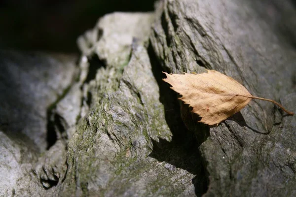 Disparo Closuep Una Hoja Seca Cayó Sobre Las Rocas Los —  Fotos de Stock