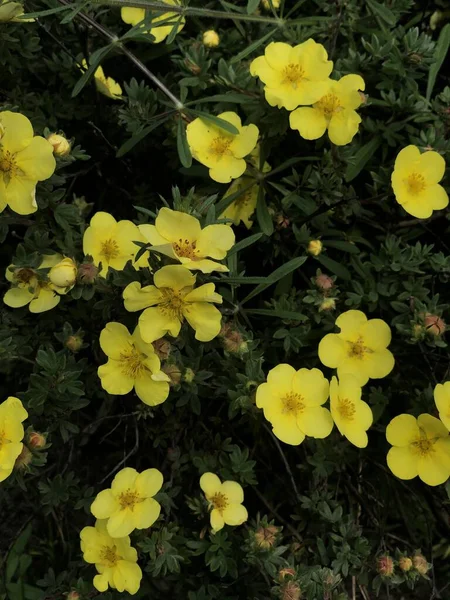 Вертикальный Снимок Нескольких Желтых Цветков Растущих Рядом Друг Другом — стоковое фото
