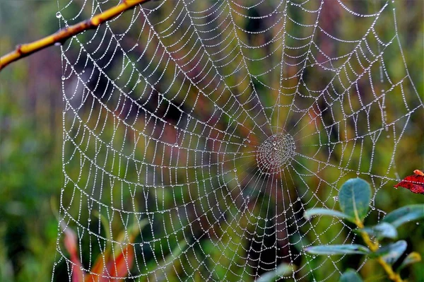 Une Mise Point Sélective Une Toile Araignée Avec Fond Flou — Photo